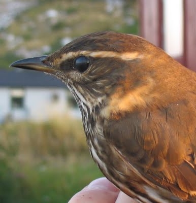 Redwing, Sundre 20100913